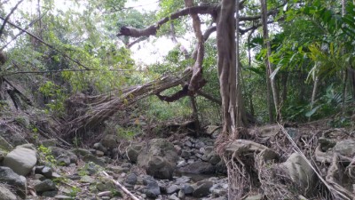 白榕根部掏空(左岸) (災害照片)